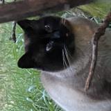 Picture of cat found at Les Mureaux