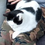 Picture of cat lost at La Seyne Sur Mer