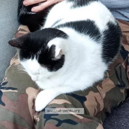 Photo 1/1 Moon Chat lost in La seyne sur mer