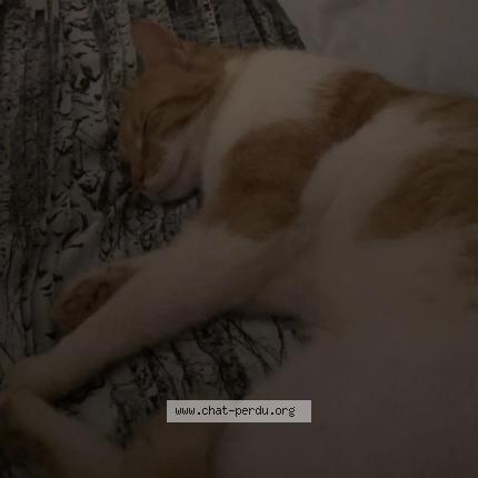 Photo 1/1 Benitto Chat lost in Berstett