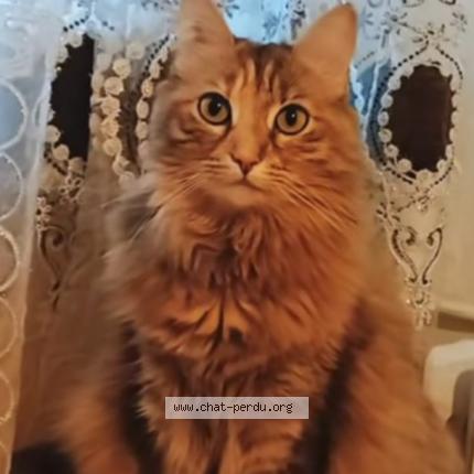 Photo 1/1 Rani Chat lost in Albi