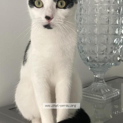 Photo 1/1 Minouche Chat lost in Linas