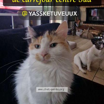 Photo 1/1 Nala Chat lost in Le mans