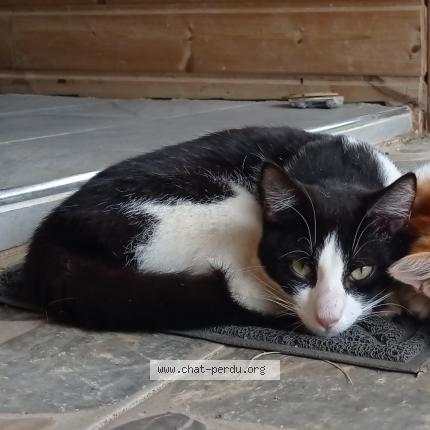 Photo 1/1 Bibou Chat lost in Sainte rose