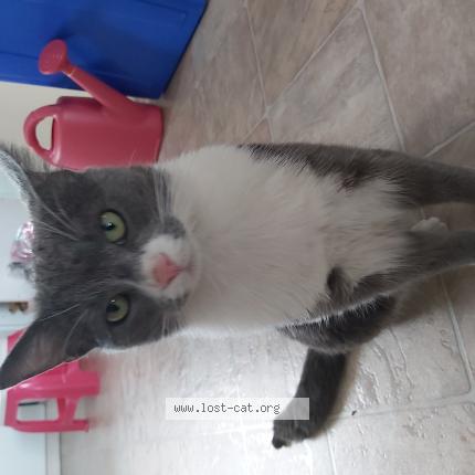 Photo 1/1 Ace Chat lost in Edmonton