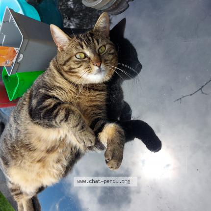 Photo 1/1 Eleonora Iwanska Chat lost in Drancy