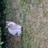 Picture of cat found at Douchy Montcorbon