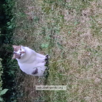 Photo 1/1 Found cat Found in Douchy montcorbon