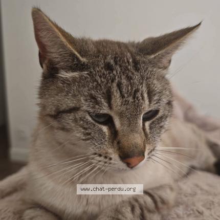 Photo 1/1 Pitch Chat lost in Chauve