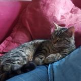 Picture of cat found at Castelnau Le Lez