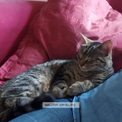 Photo 1/1 Found cat Found in Castelnau le lez