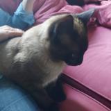 Picture of cat found at Castelnau Le Lez