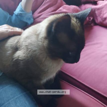 Photo 1/1 Found cat Found in Castelnau le lez