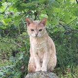 Picture of cat lost at Malleval