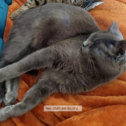 Photo 1/1 Isabelle Merigot Chat lost in Cuise la motte