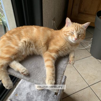 Photo 1/1 Donald Chat lost in Caloire