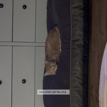 Photo 1/1 Toulouse Chat lost in Nevers