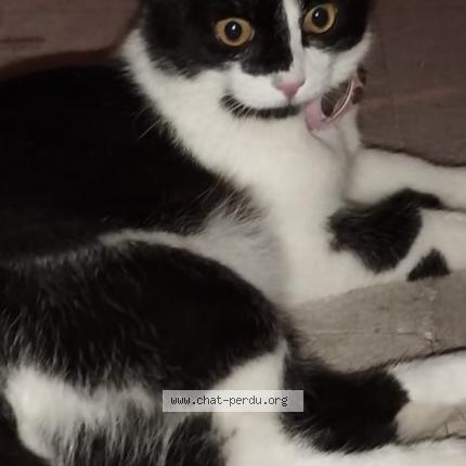 Photo 1/1 Miya Chat lost in Francheville