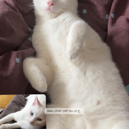 Photo 1/1 Kayl Chat lost in Bischheim