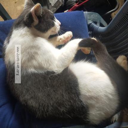 Photo 1/1 Shane Chat lost in Kingaroy