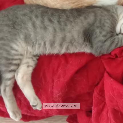 Photo 1/1 grizouille Chat lost in Lanester