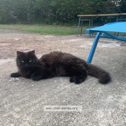 Photo 1/1 Maya Chat lost in Saint ciers sur gironde