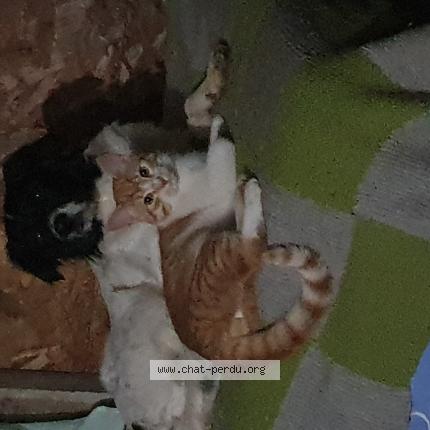 Photo 1/1 Mimi Chat lost in Mauguio