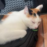 Picture of cat lost at Solesmes