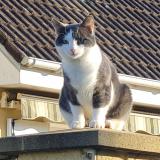 Picture of cat lost at Ifs