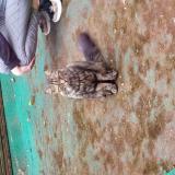 Picture of cat found at Rennes