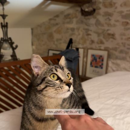 Photo 1/1 stitch Chat lost in Montpellier