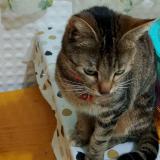 Picture of cat lost at Strasbourg