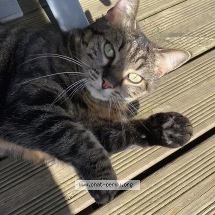 Photo 1/2 Mia Chat lost in Alencon