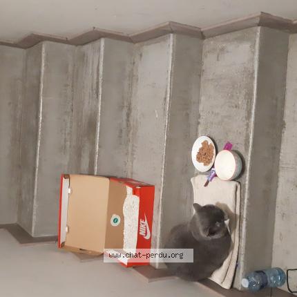 Photo 1/1 Found cat Found in Pantin