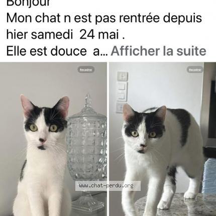 Photo 1/1 Minouche Chat lost in Linas