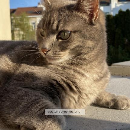 Photo 1/1 Zip Chat lost in Bruxelles