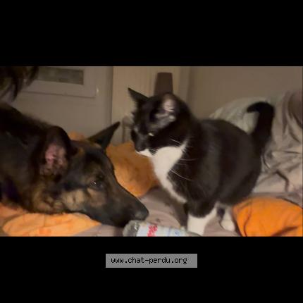 Photo 1/1 Pilou Chat lost in Sainte jamme sur sarthe