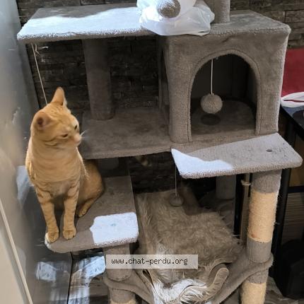 Photo 1/1 Simba Chat lost in Molenbeek saint jean