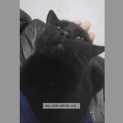 Photo 1/1 beatrice taibi Chat lost in Bassenge