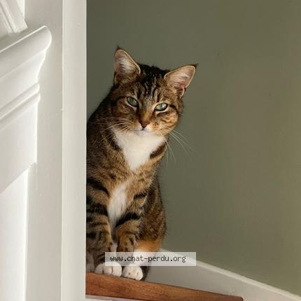 Photo 1/1 OUNA Chat lost in Villepreux