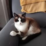 Picture of cat found at Lille