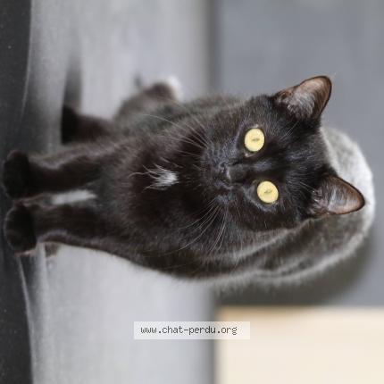 Photo 1/1 Olive Chat lost in Erstein