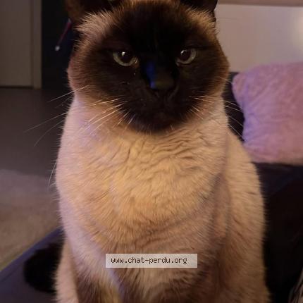 Photo 1/1 Salem Chat lost in Castanet