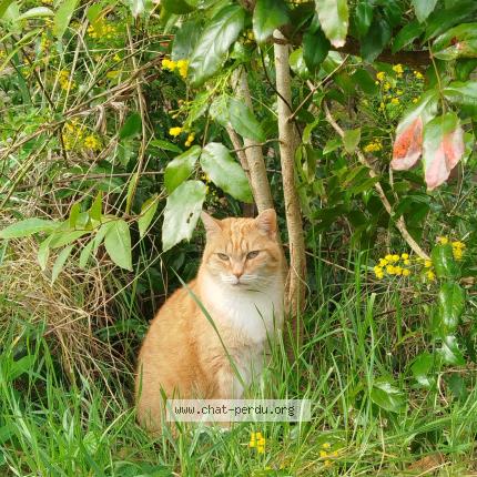 Photo 1/1 Kobe Chat lost in Arras