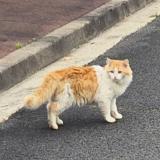 Picture of cat found at Le Haillan