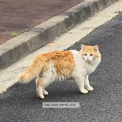 Photo 1/1 Found cat Found in Le haillan