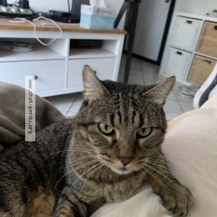 Photo 1/1 Minou Chat lost in Pierre benite