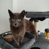 Picture of cat lost at Saint Barthelemy D Anjou