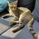 Picture of cat lost at Nantes