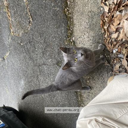 Photo 1/1 Cat reunited Found in Tours